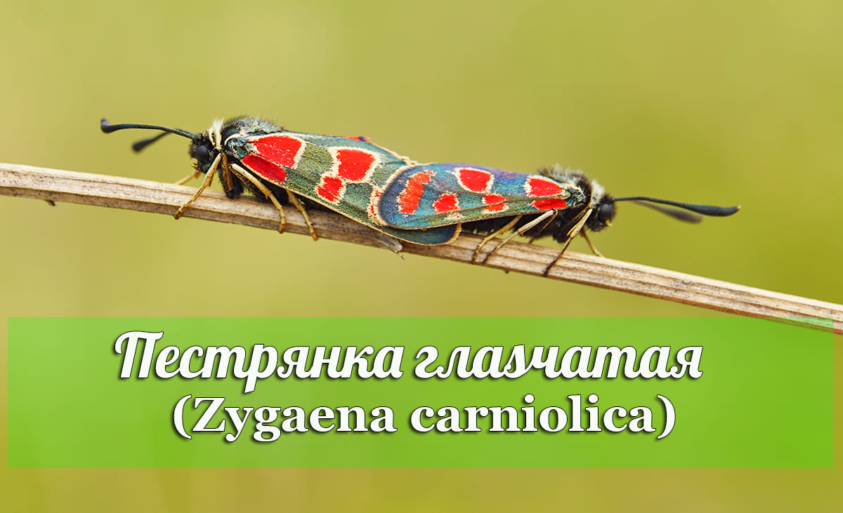 Пестрянка глазчатая (Zygaena carniolica)