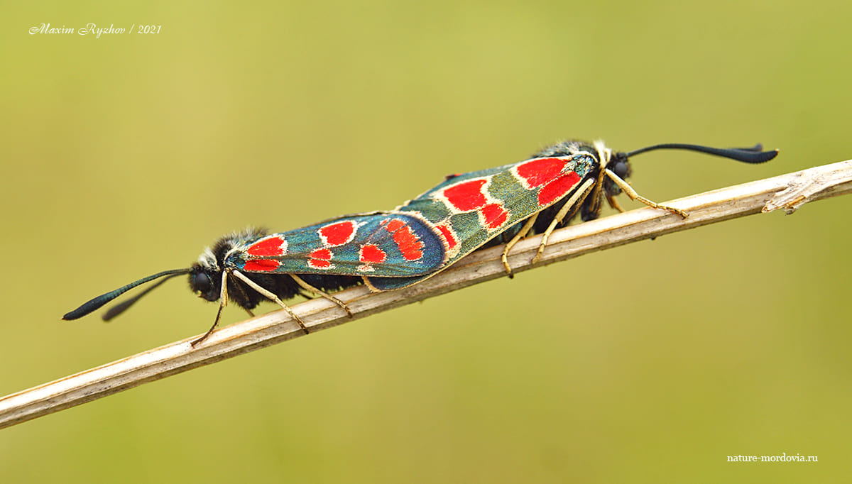 Пестрянка глазчатая (Zygaena carniolica)