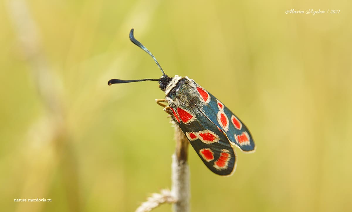 Пестрянка глазчатая (Zygaena carniolica)