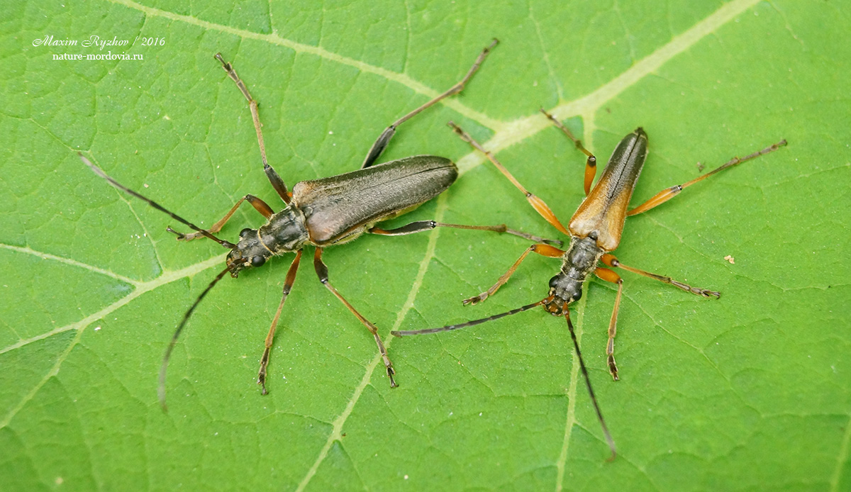 Усач меридиональный (Stenocorus meridianus)