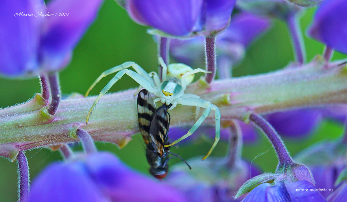 Цветочный паук Misumena vatia