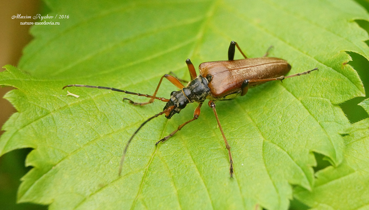 Усач меридиональный (Stenocorus meridianus)