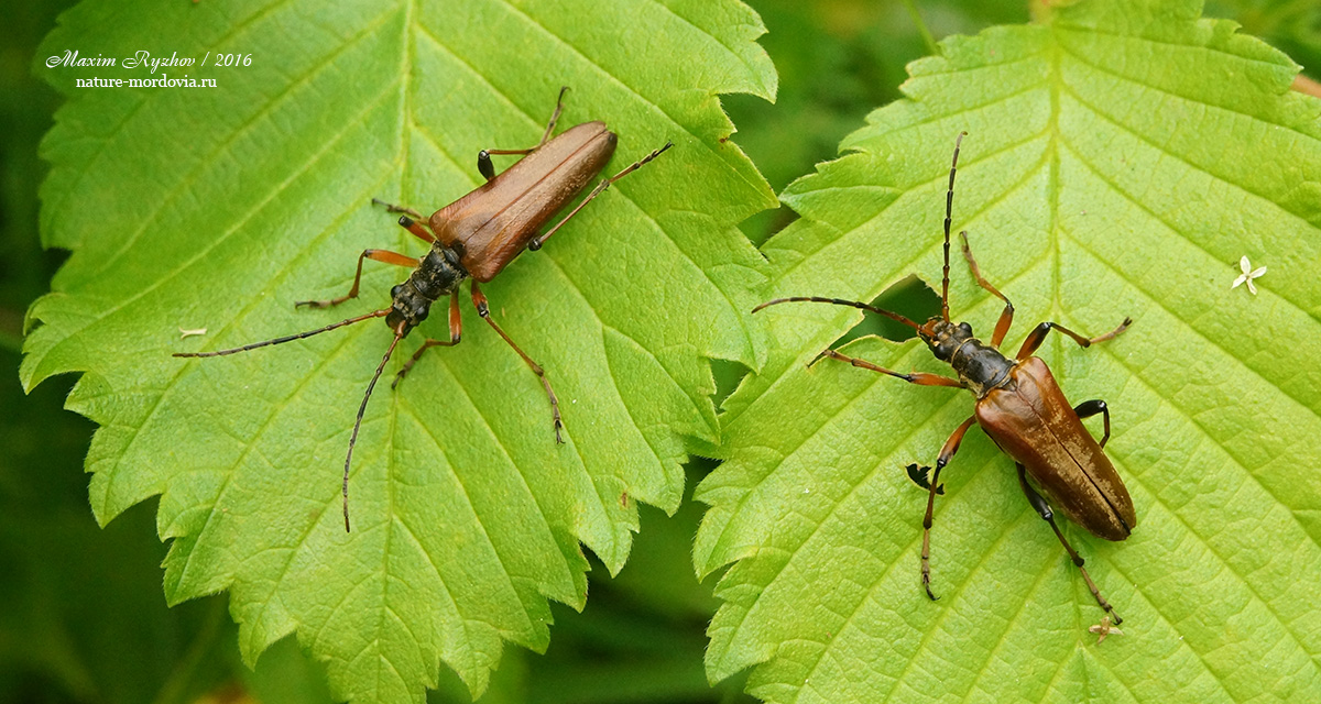 Усач меридиональный (Stenocorus meridianus)
