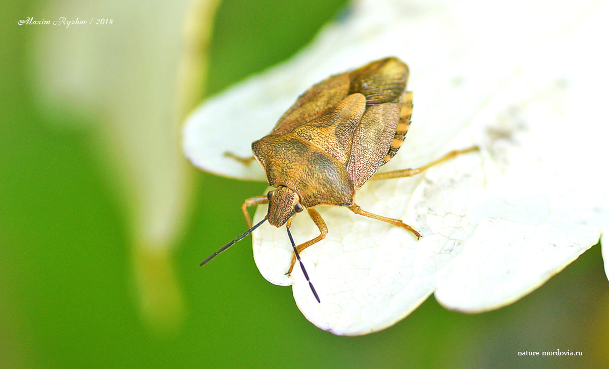 Щитник черноусый (Carpocoris purpureipennis)