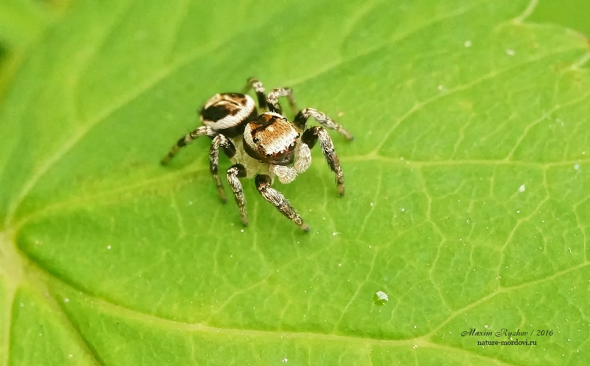 Эварха серповидная (Evarcha falcata)
