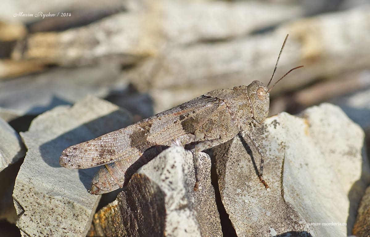 Кобылка голубокрылая (Oedipoda caerulescens)