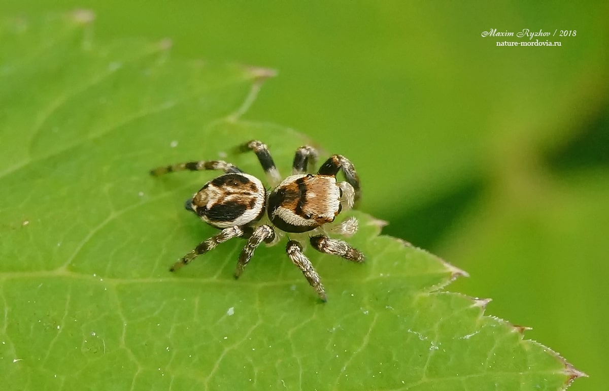 Эварха серповидная (Evarcha falcata)