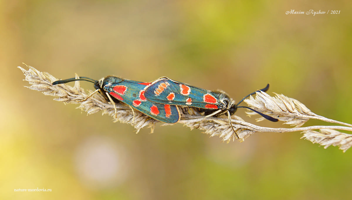 Пестрянка глазчатая (Zygaena carniolica)