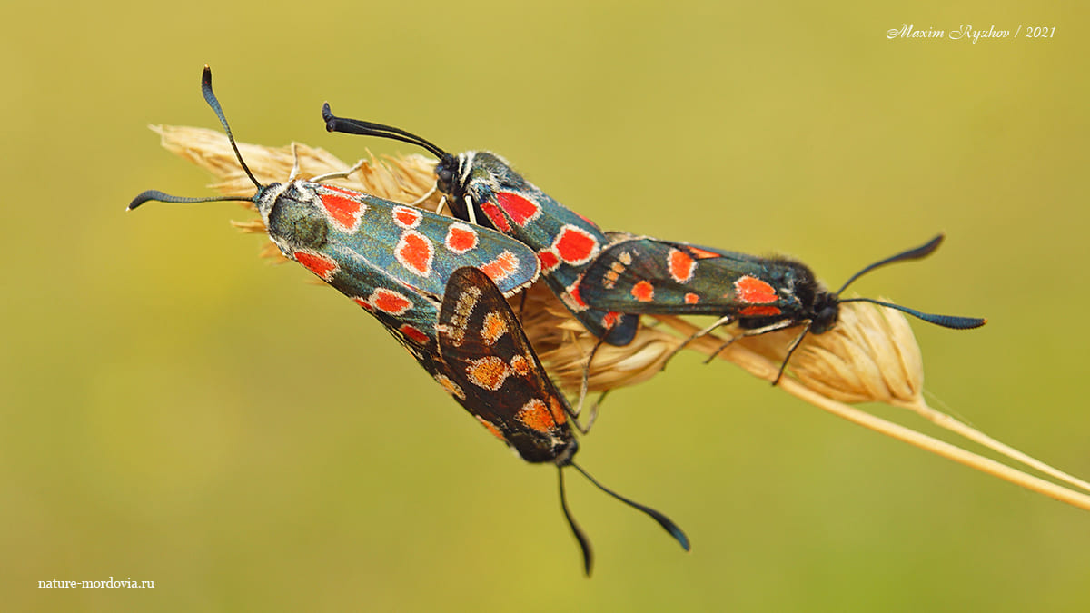 Пестрянка глазчатая (Zygaena carniolica)