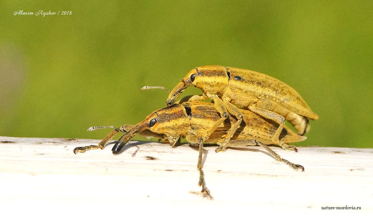 Фрачник обыкновенный (Lixus iridis)