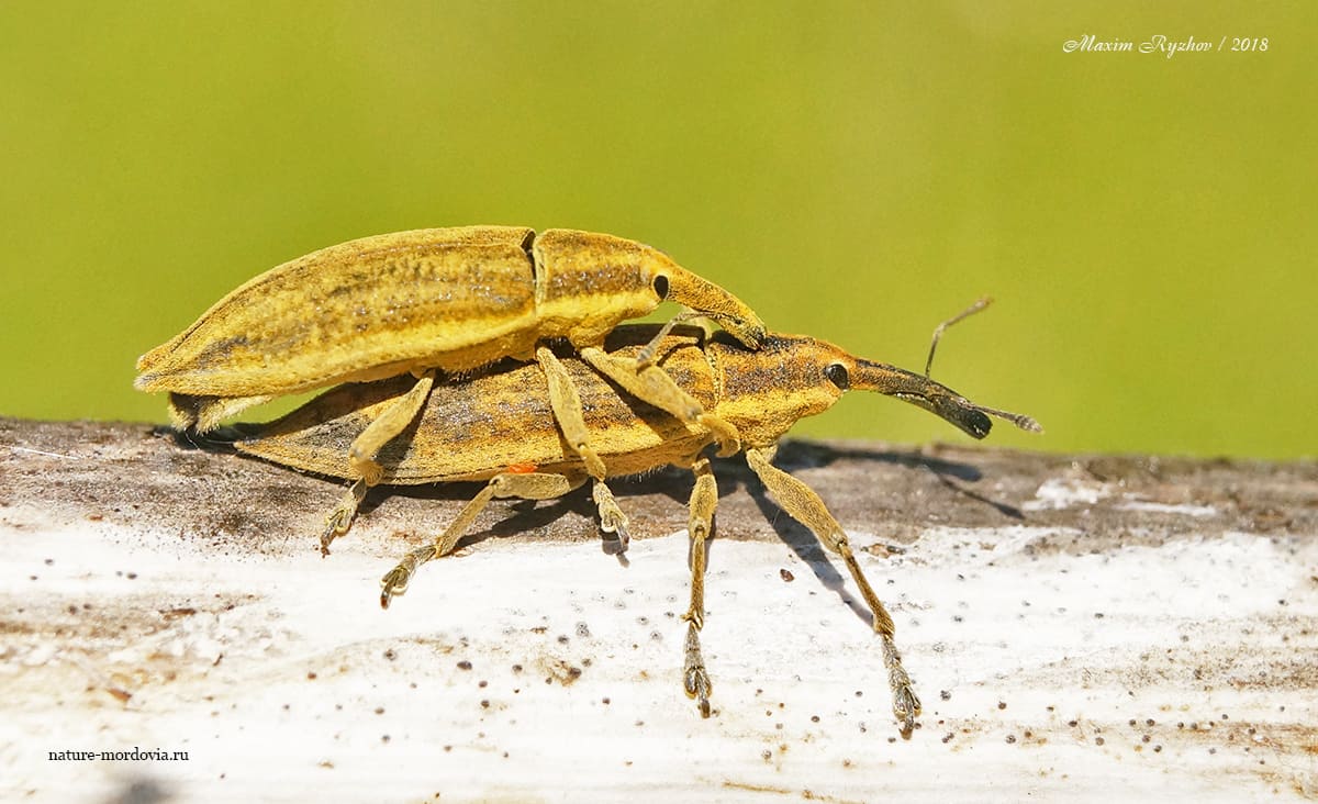 Фрачник обыкновенный (Lixus iridis)