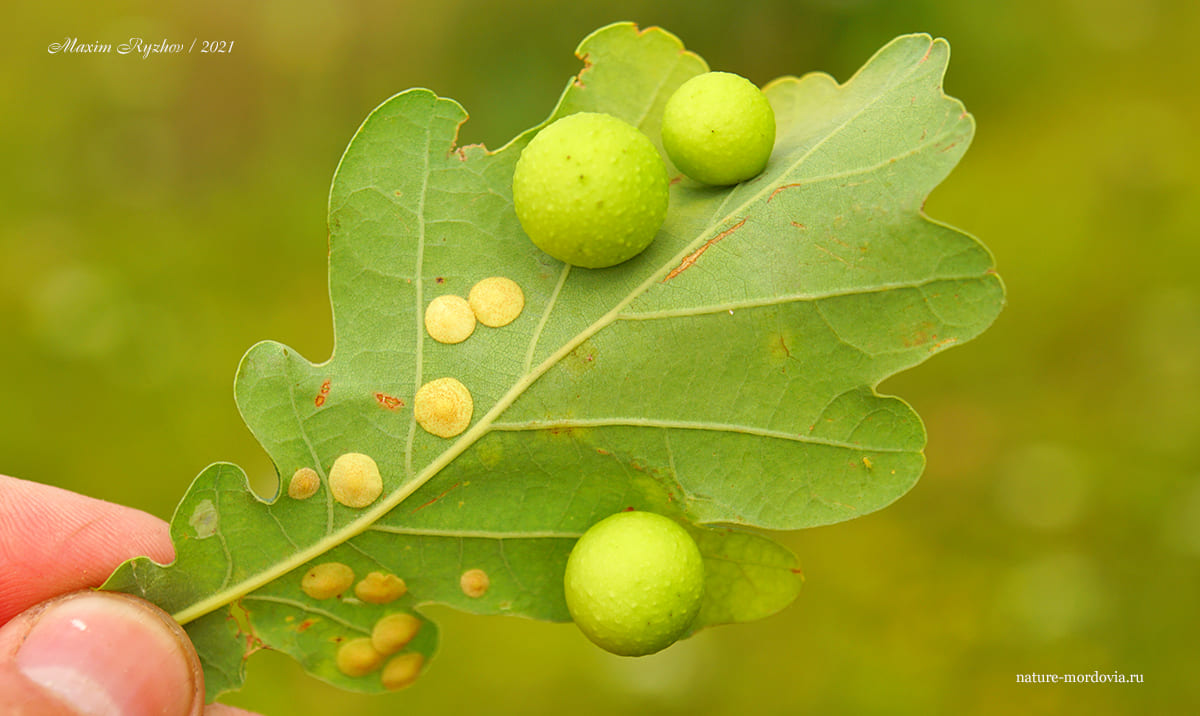 Галлы дубовой орехотворки (Cynips quercusfolii) и орехотворки виноградной (Neuroterus quercusbaccarum) на листе дуба