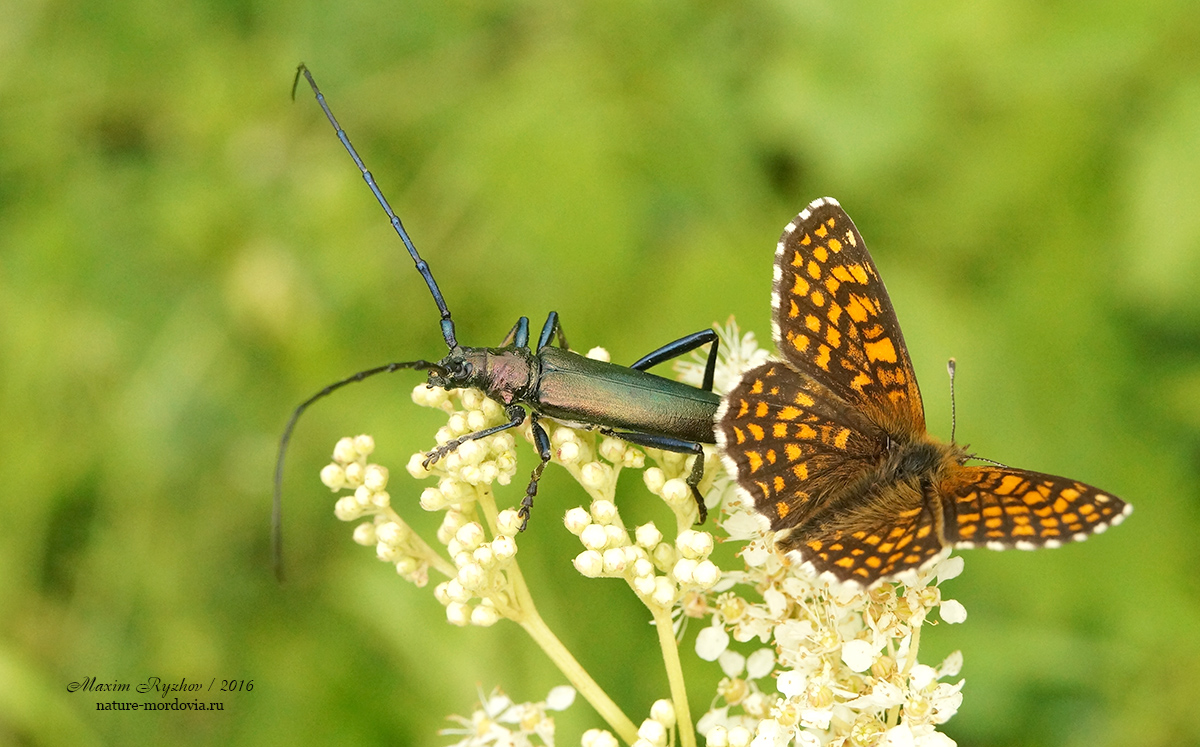 Усач мускусный (Aromia moschata)