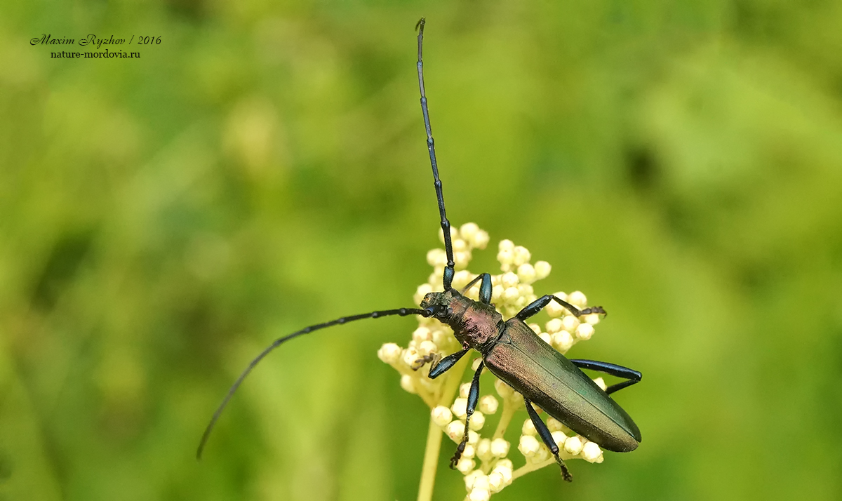 Усач мускусный (Aromia moschata)
