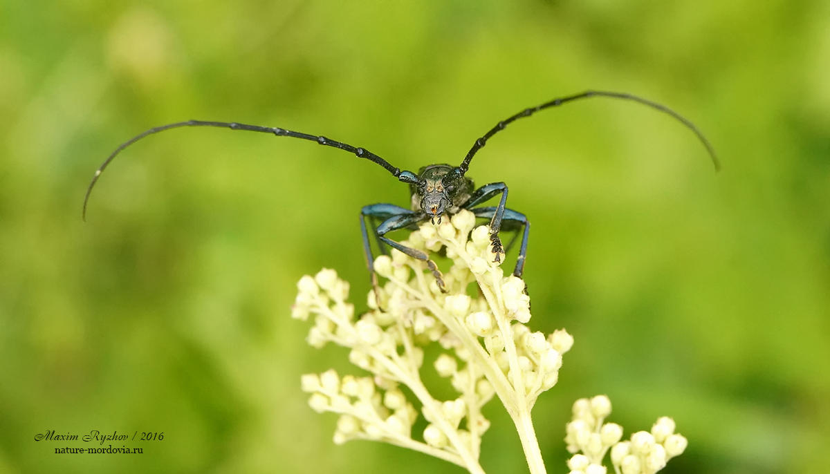 Усач мускусный (Aromia moschata)