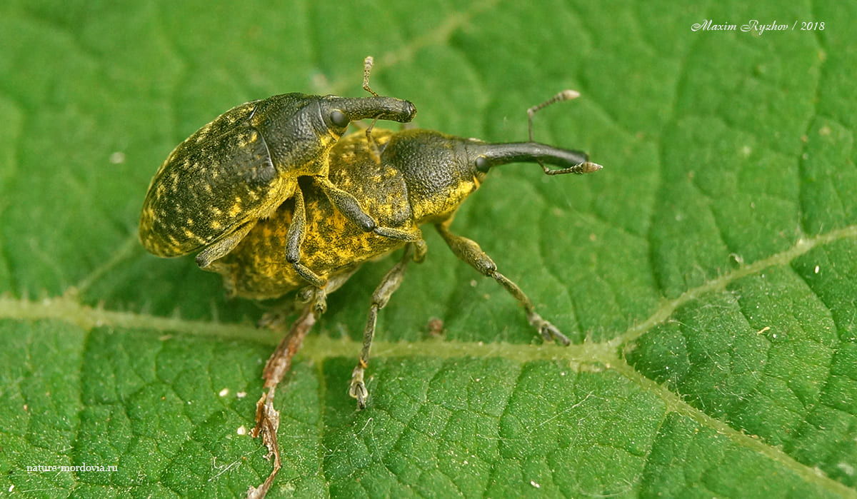 Чертополоховый ларин (Larinus sturnus)
