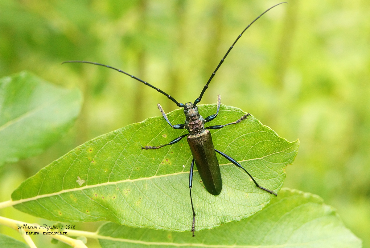 Усач мускусный (Aromia moschata)