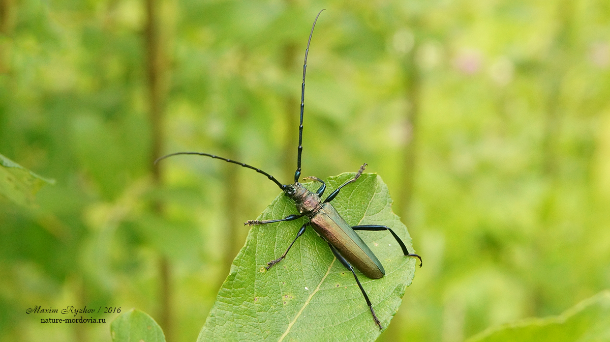 Усач мускусный (Aromia moschata)