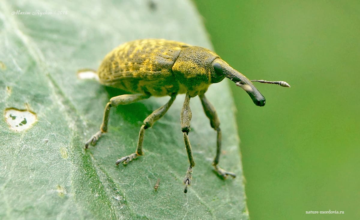 Чертополоховый ларин (Larinus sturnus)