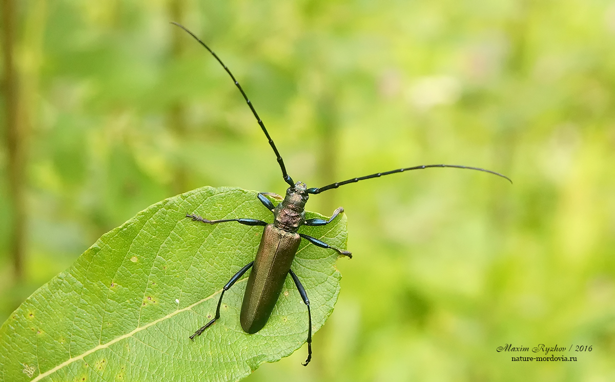 Усач мускусный (Aromia moschata)