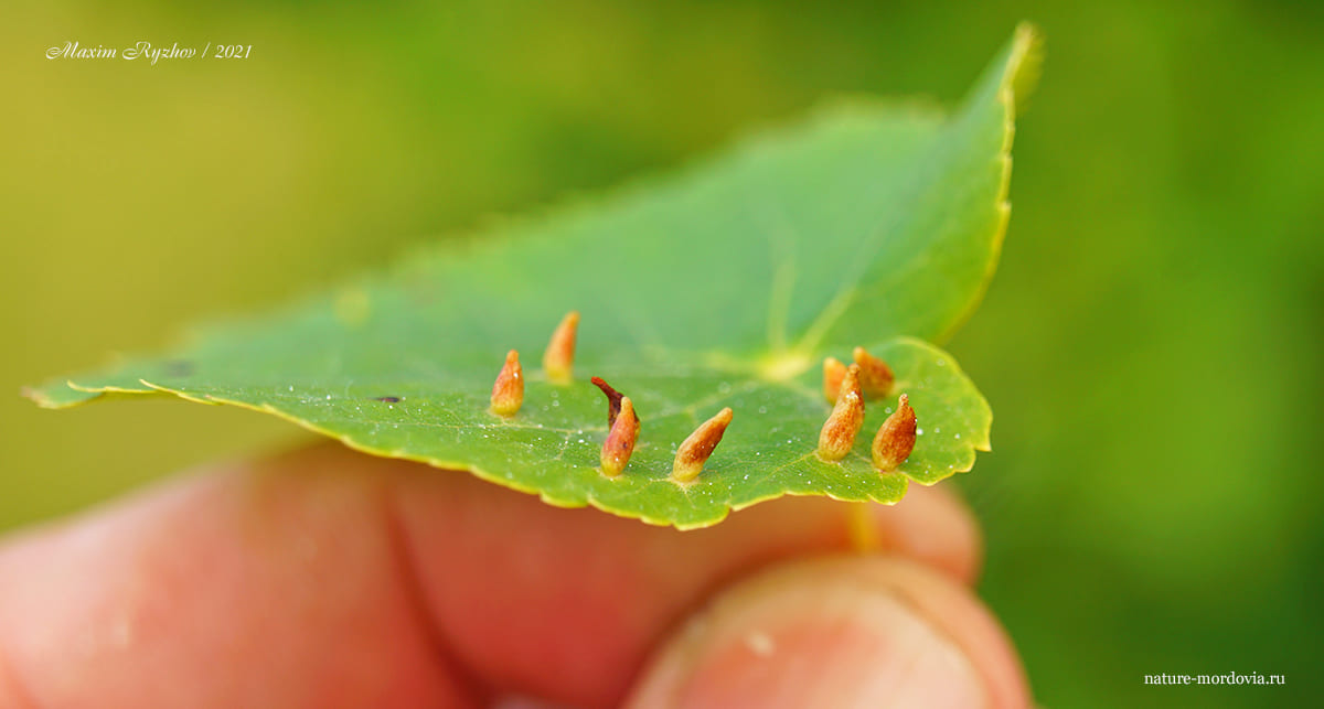 Галловый липовый клещ (Eriophyes tiliae)