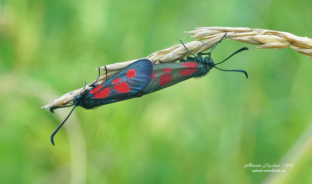 Пестрянка горошковая Zygaena viciae