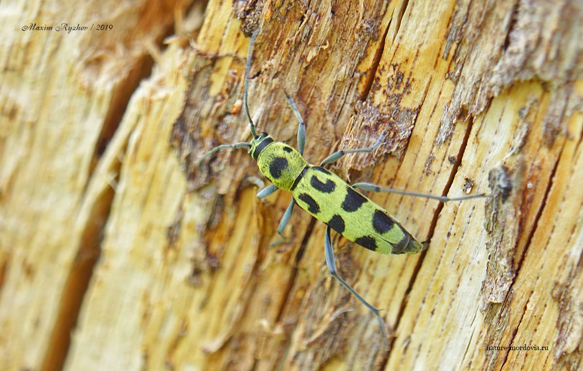 Усач Хербста (Chlorophorus herbsti)