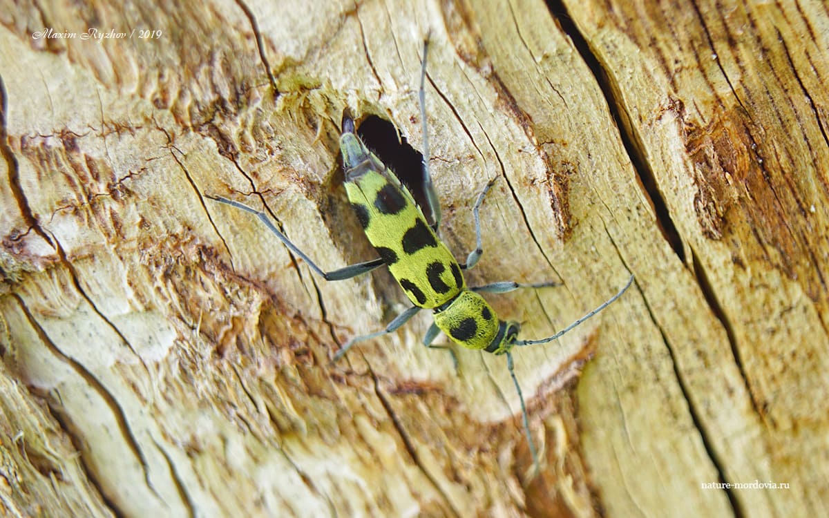 Усач Хербста (Chlorophorus herbsti)