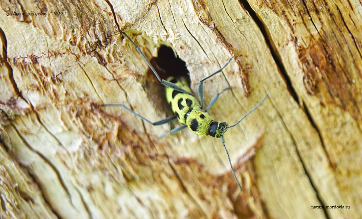Усач Хербста (Chlorophorus herbsti)