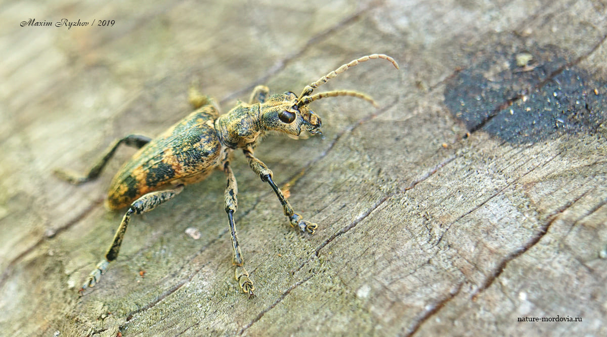 Рыжий рагий (Rhagium sycophanta)