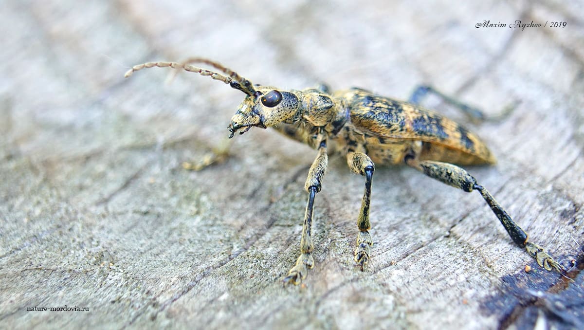 Рыжий рагий (Rhagium sycophanta)
