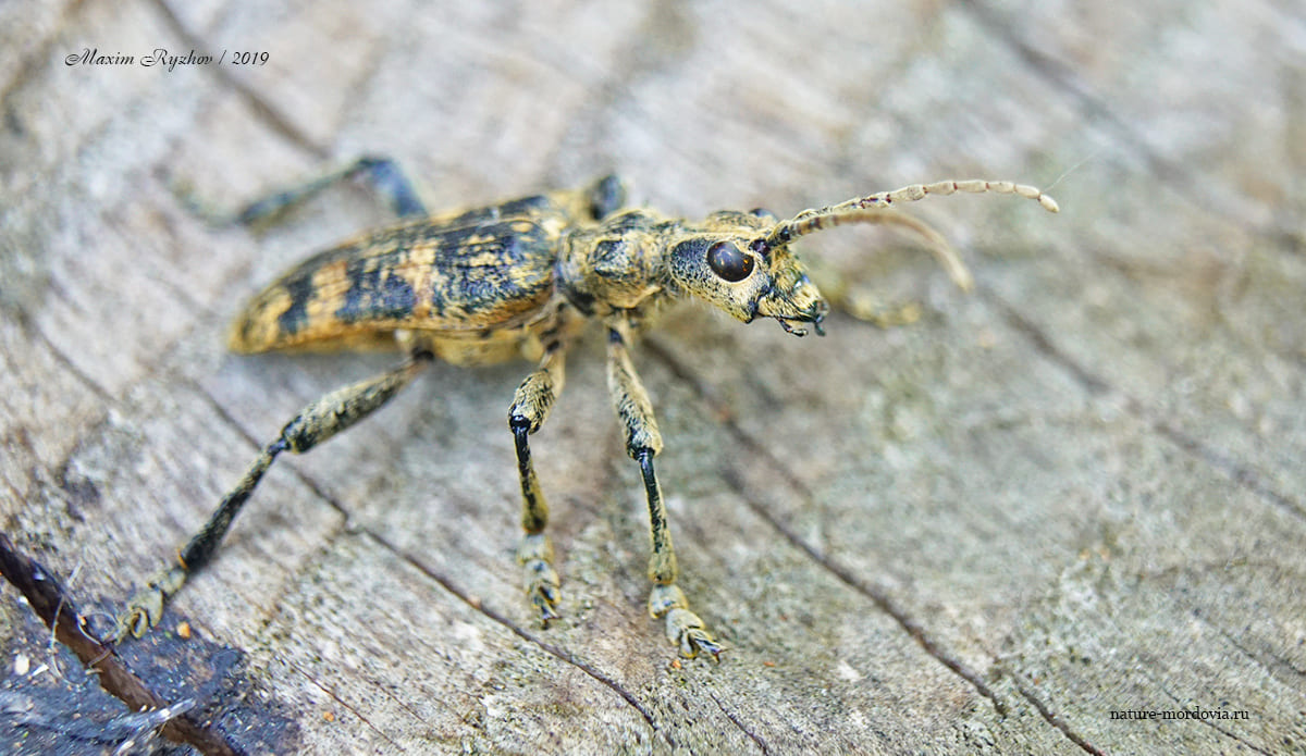 Рыжий рагий (Rhagium sycophanta)