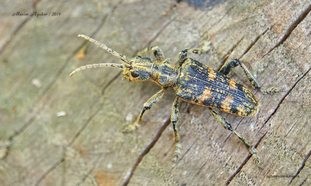 Рыжий рагий (Rhagium sycophanta)