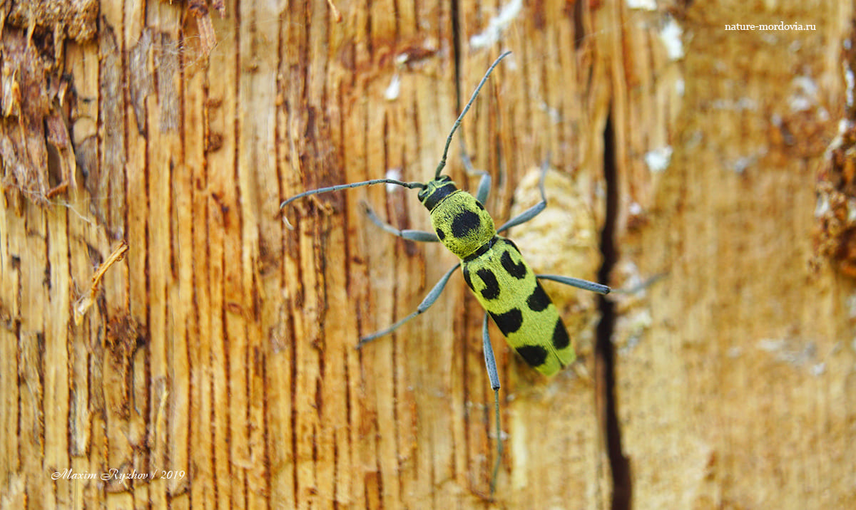 Усач Хербста (Chlorophorus herbsti)