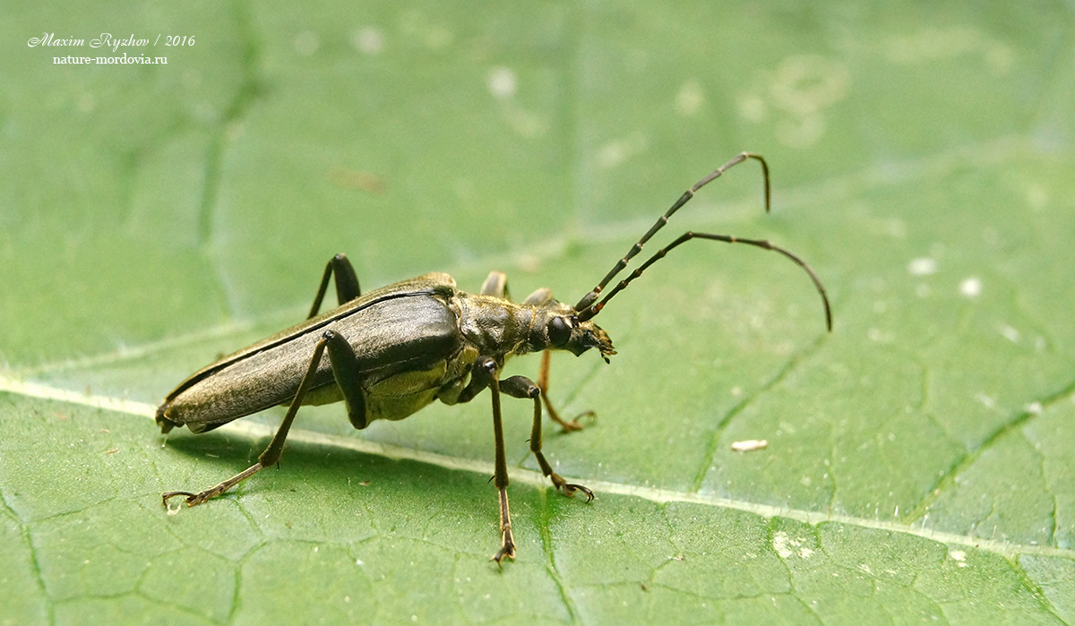 Усач меридиональный (Stenocorus meridianus)