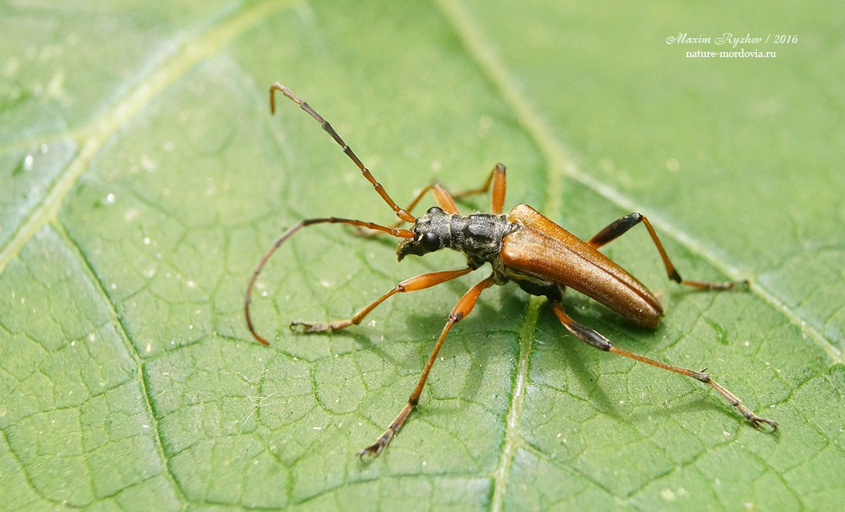 Усач меридиональный (Stenocorus meridianus)