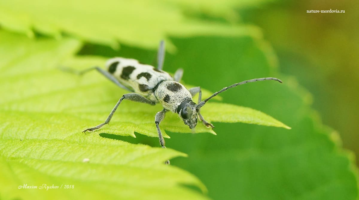 Усач Хербста (Chlorophorus herbsti)