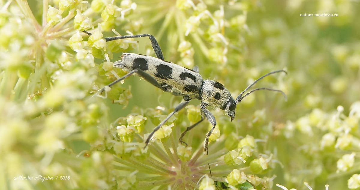 Усач Хербста (Chlorophorus herbsti)