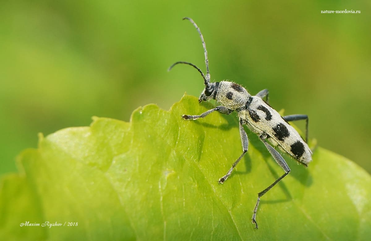 Усач Хербста (Chlorophorus herbsti)