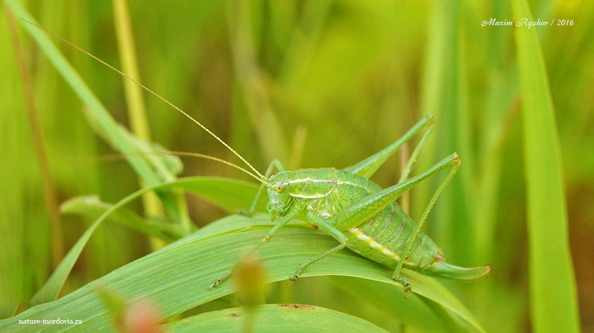 Пилохвост восточный (Poecilimon intermedius)