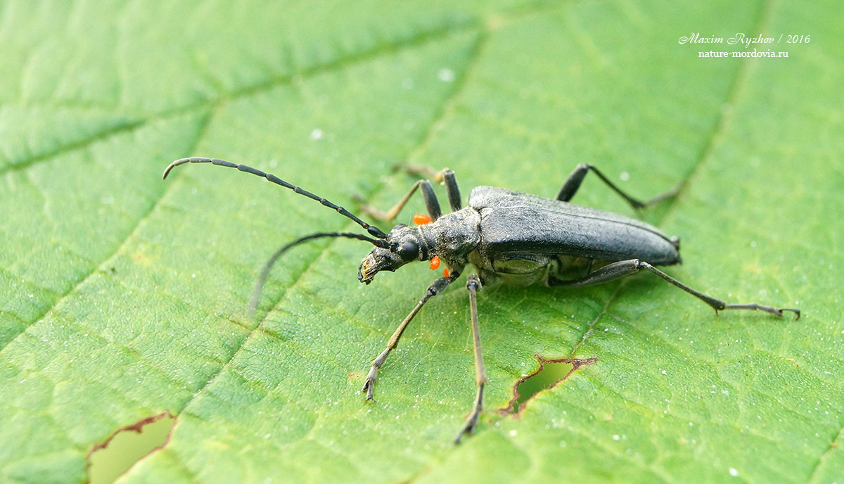 Усач меридиональный (Stenocorus meridianus)