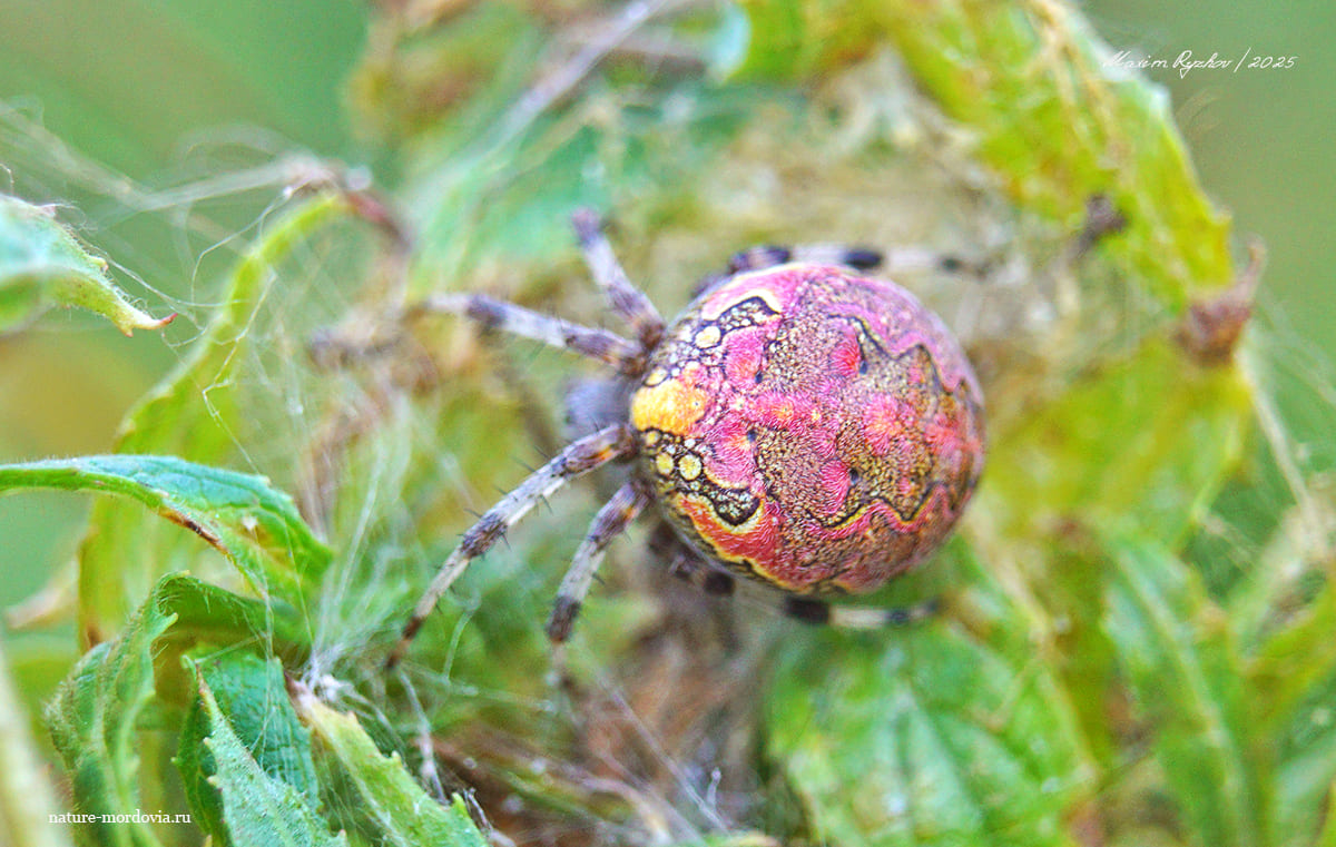 Крестовик мраморный (Araneus marmoreus)