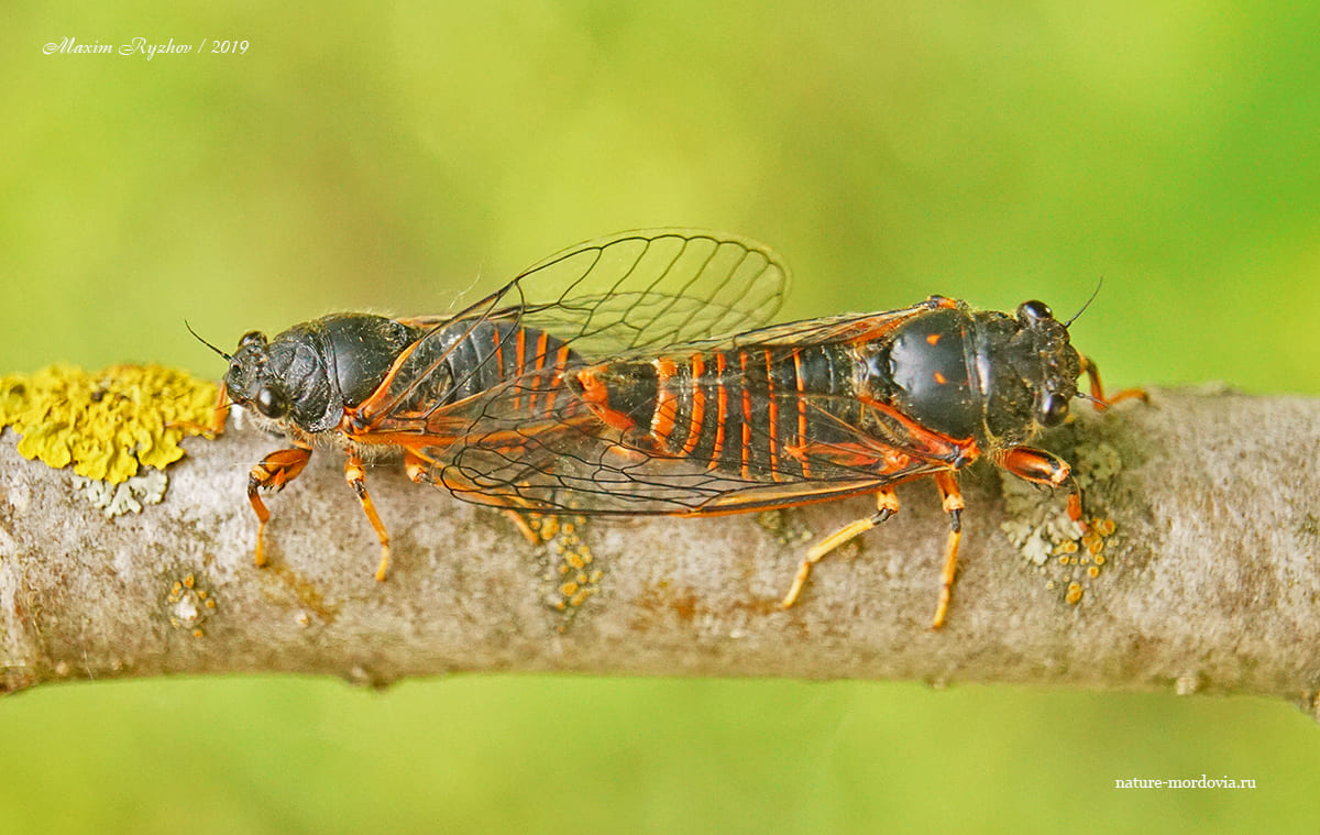 Спаривающиеся особи горной цикады (Cicadetta montana)