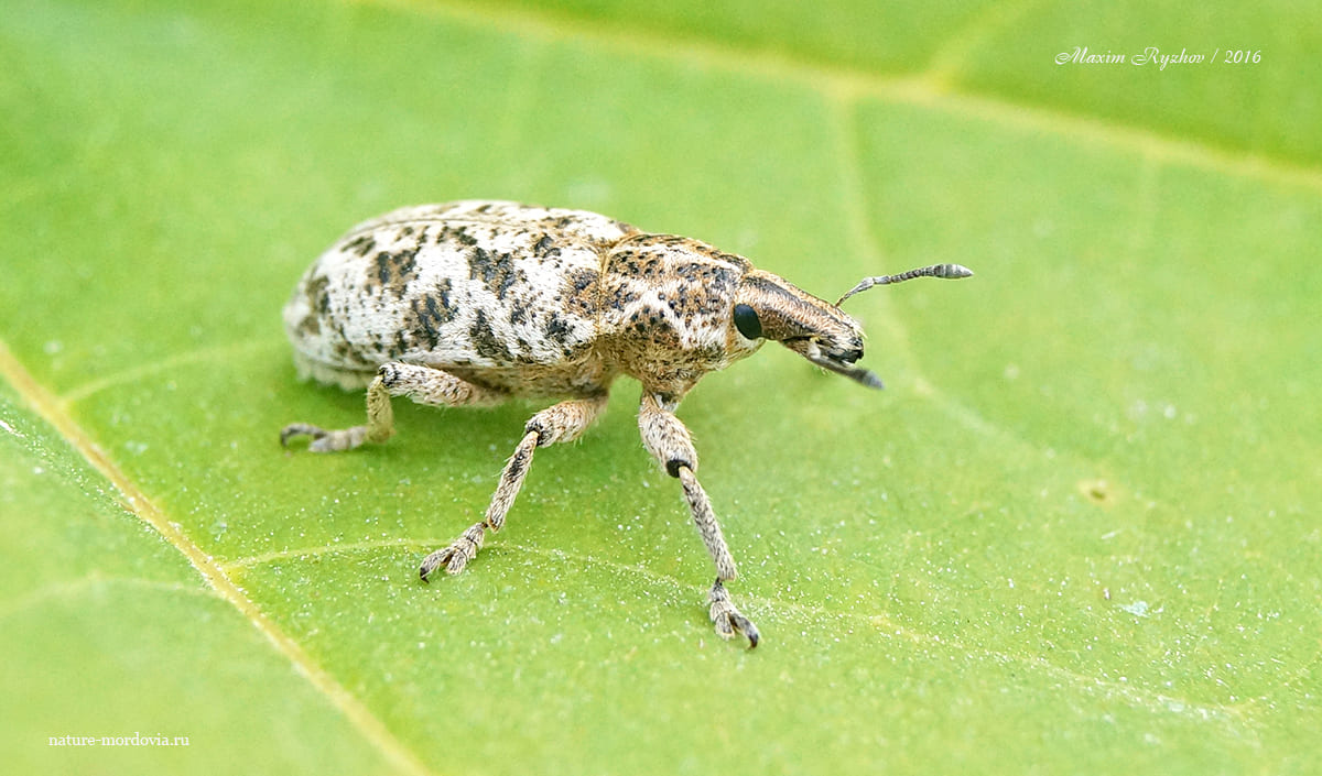 Долгоносик мраморный (Cyphocleonus dealbatus)