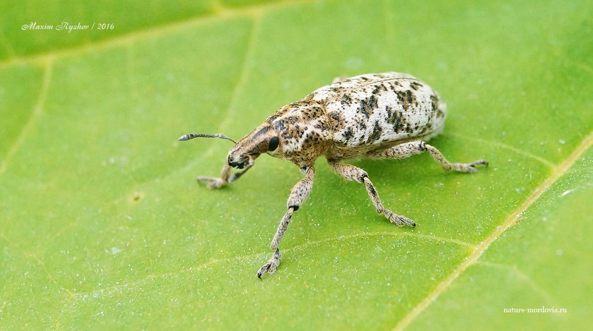 Долгоносик мраморный (Cyphocleonus dealbatus)