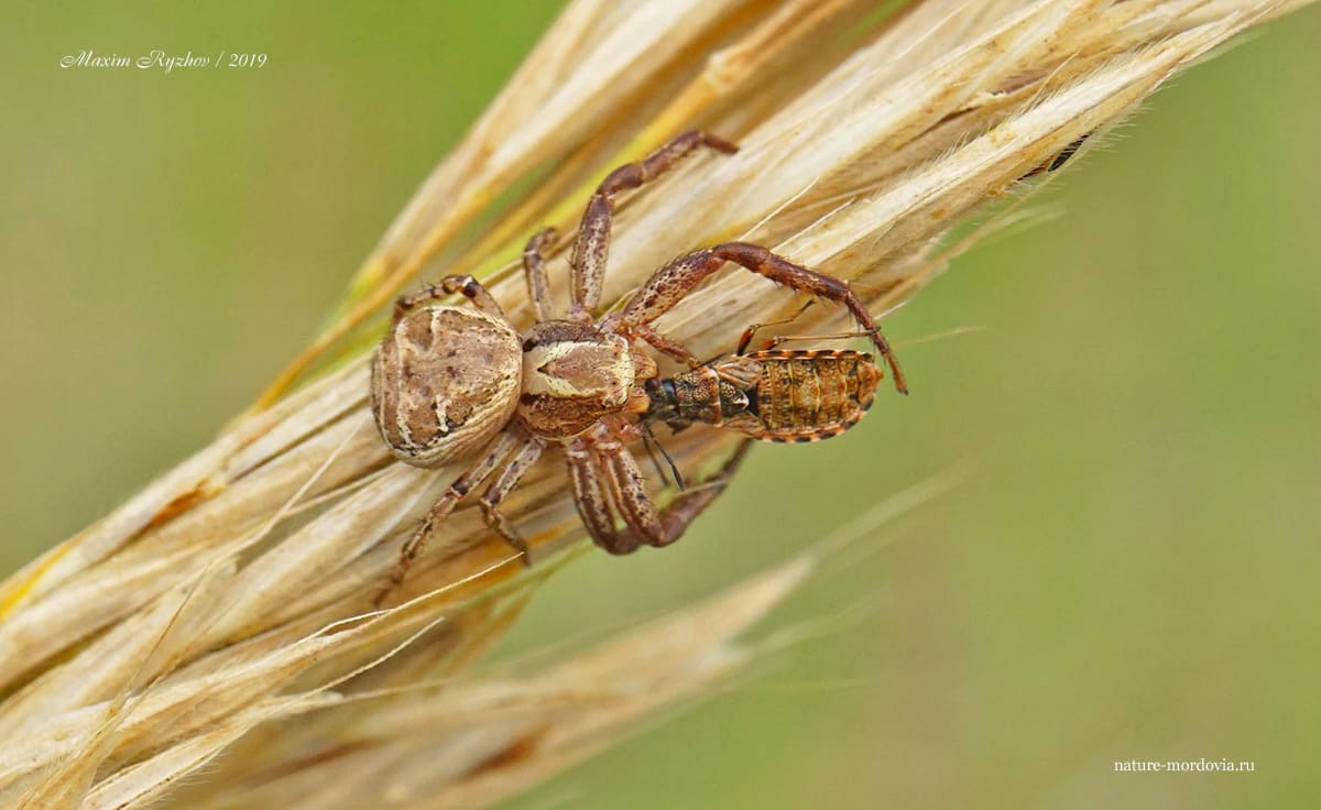 Ксистикус вязовый (Xysticus ulmi)