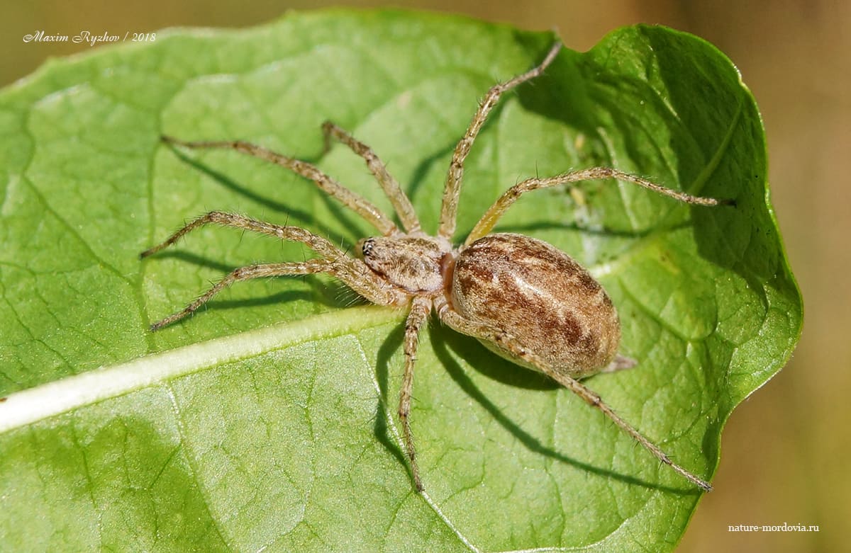 Аллагелена тонкая (Allagelena gracilens)