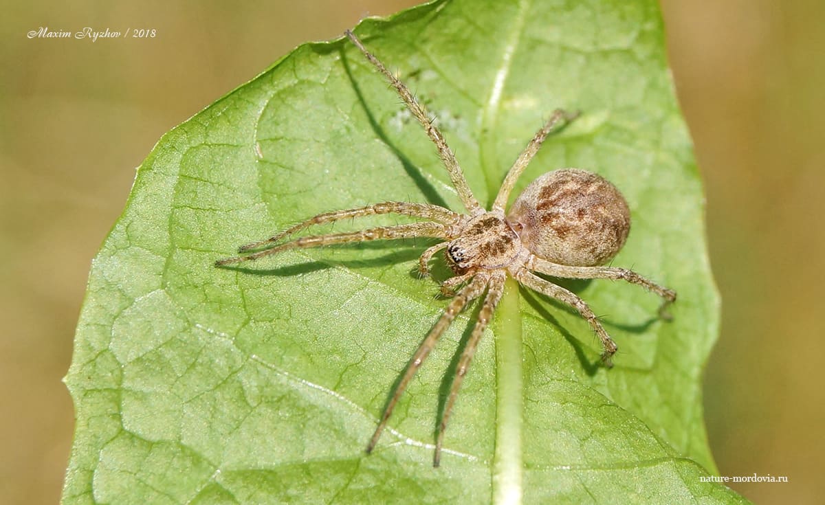 Аллагелена тонкая (Allagelena gracilens)