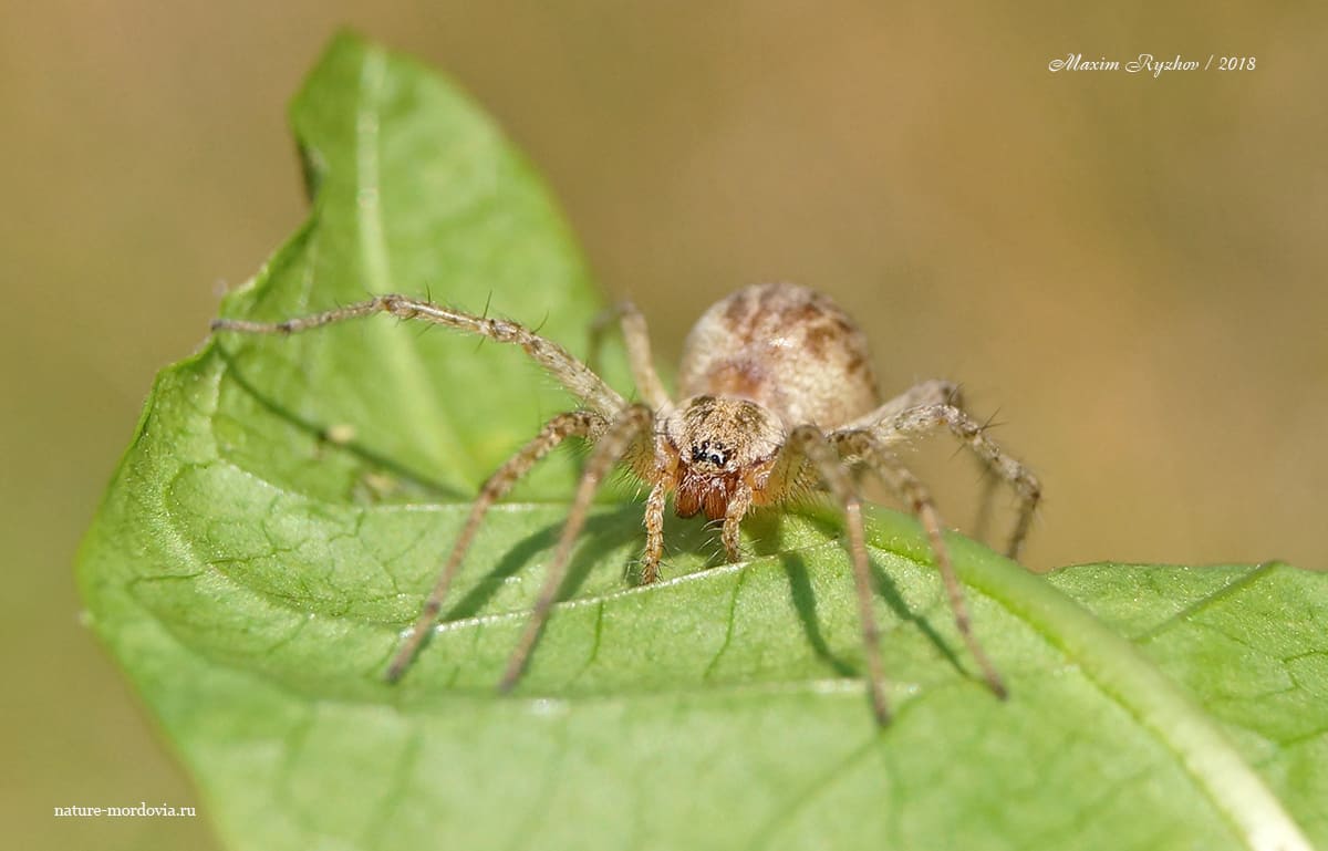 Аллагелена тонкая (Allagelena gracilens)