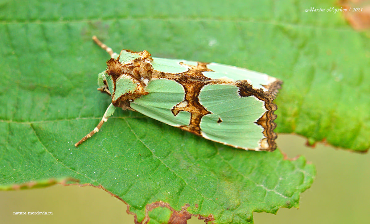Совка роскошная (Staurophora celsia)